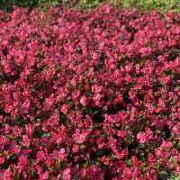 꽃의 향기로 물든 대만 오후 — Zhongshe Flower Market 여행기