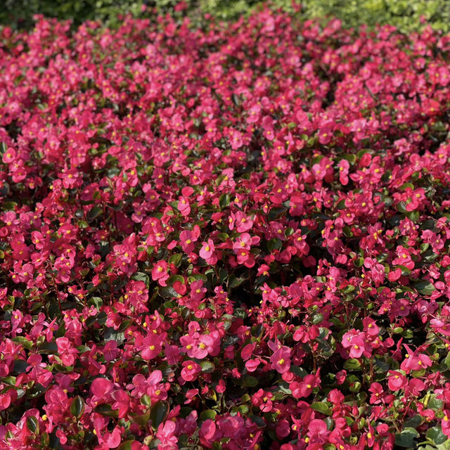 꽃의 향기로 물든 대만 오후 — Zhongshe Flower Market 여행기