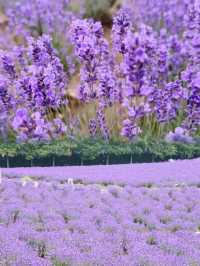 上海薰衣草公園