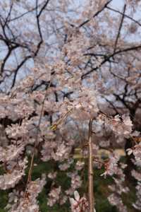 東京賞櫻介紹