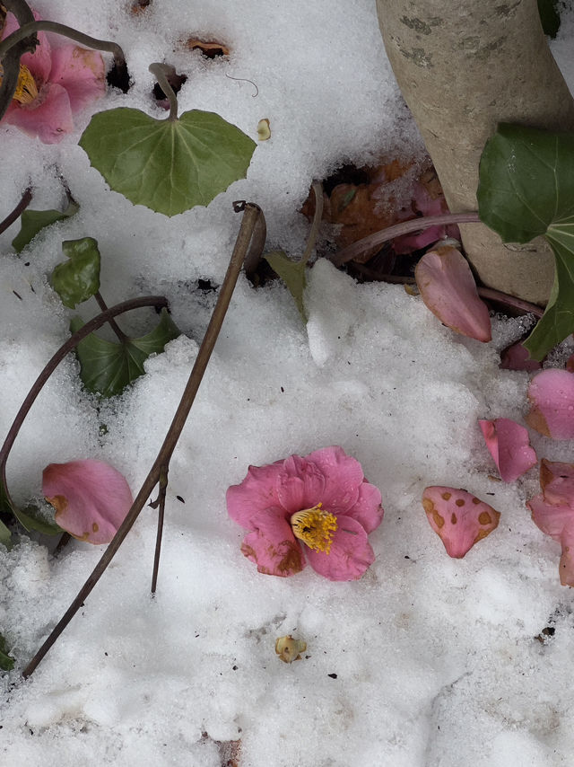 ❄️🌺 Jeju Island Magic: Snow & Camellias by the Sea 🌊  ❄️🌺 Jeju Island Magic: Snow & Camellias by the Sea 🌊