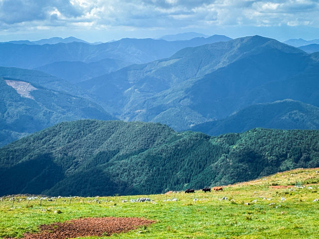 【愛媛】天空の草原 四国カルスト・姫鶴平🐮⛰️