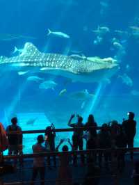 Churaumi Aquarium อควาเรียมสุดอลังการที่โอกินาว่า🐋