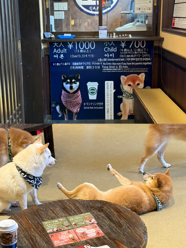 후쿠오카 근교 실내 커플 데이트 루트 추천 💑☕️