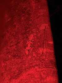 Twilight Trails and Tiny Lights: Exploring Gold Coast’s Rainforest Glow Worms