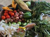 Pennywort Cooking Class