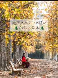 まるで映画のワンシーン🎬新宿御苑『プラタナス並木』🌲  