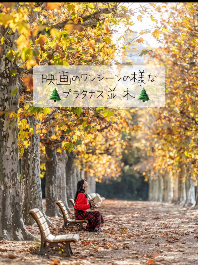 まるで映画のワンシーン🎬新宿御苑『プラタナス並木』🌲  