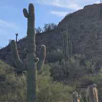 Desert Botanical Garden