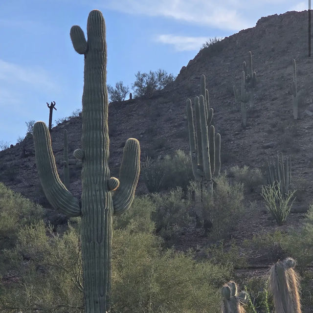 Desert Botanical Garden