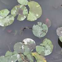 Brooklyn Botanic Garden