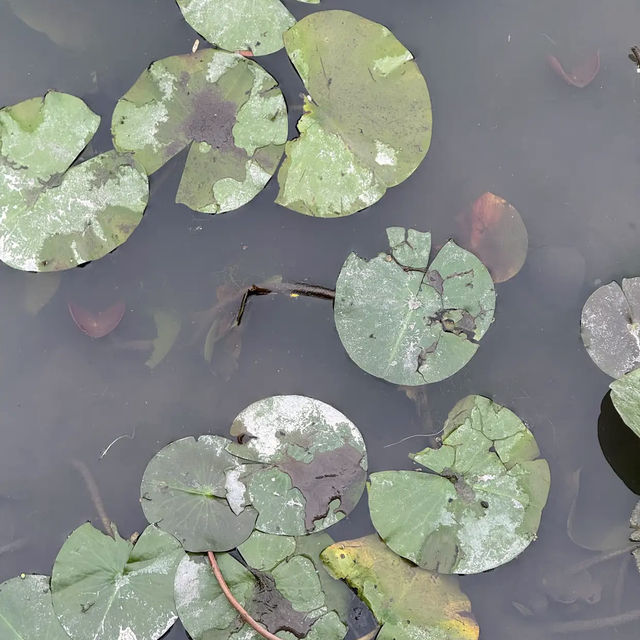 Brooklyn Botanic Garden
