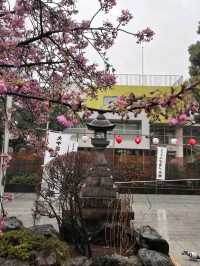 SAKURA JINGU.