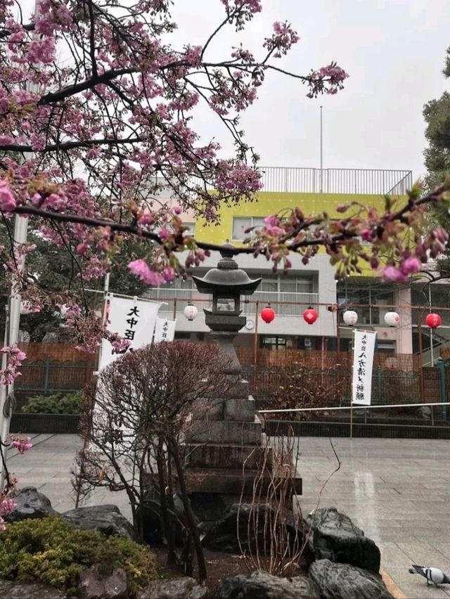 SAKURA JINGU.
