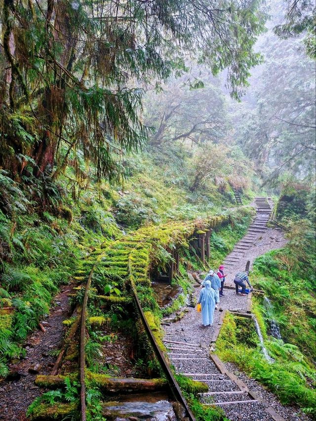 見晴懷古步道森林漫遊體驗🌳