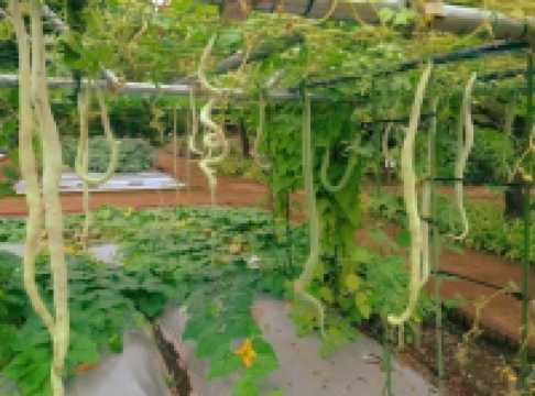 Discovering Nature’s Pharmacy at Tokyo Medicinal Plant Garden 🌿