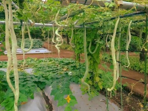 Discovering Nature’s Pharmacy at Tokyo Medicinal Plant Garden 🌿 Discovering Nature’s Pharmacy at Tokyo Medicinal Plant Garden 🌿