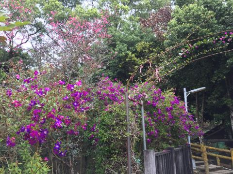 仙氣繚繞的「仙山協靈宮／靈洞宮」：雲霧中的百年步道與仙水傳說