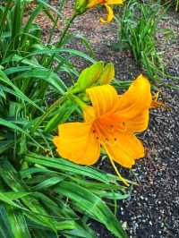 🌿 Reader Rock Garden – Calgary’s Historic Hillside Botanical Retreat
