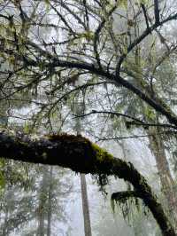 Ham Rong Magic🌄🌳☁️