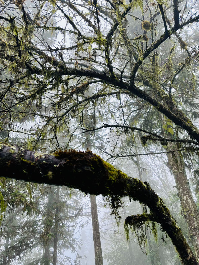 Ham Rong Magic🌄🌳☁️ Ham Rong Magic🌄🌳☁️