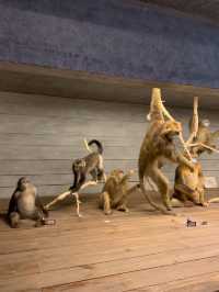 Shanghai Natural Museum 🐒🫎🦕🦖🦑🐋