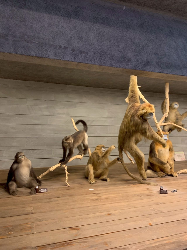 Shanghai Natural Museum 🐒🫎🦕🦖🦑🐋