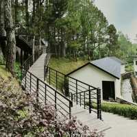 Mist & Morning Brews