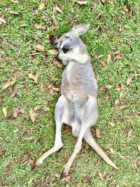 🇦🇺Gold Coast, Brisbane & Beyond: The 7-Day Queensland Explorer