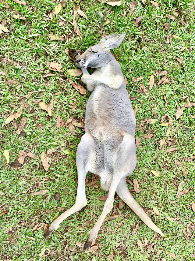 🇦🇺Gold Coast, Brisbane & Beyond: The 7-Day Queensland Explorer