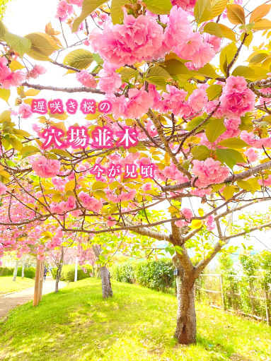 兵庫県】今からでも間に合う遅咲き桜スポット2026年 | Trip.com 小野