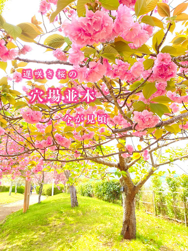 兵庫県】今からでも間に合う遅咲き桜スポット2026年 | Trip.com 小野