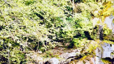 瓦努阿圖安巴島馬納羅湖苔蘚三重火山口森林easytravelpost #安巴島 #馬納羅湖 — traveler post in 萬那杜