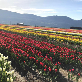 Abbotsford Tulip Festival - Tulip lovers must not miss it
