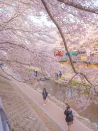 울산의 벚꽃 메인스팟은 여기"궁거랑 꽃담길"