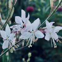 很幽靜美麗的社區植物園