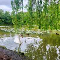 🦢探索曼城自然生態美🦆