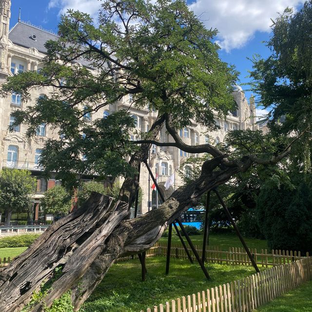 🇭🇺 The Oldest Tree in Budapest🌳