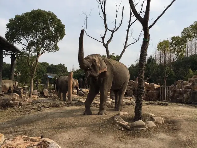 Shanghai Wild Animal Park 🦏
