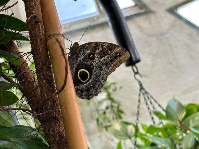 Dubai Butterfly Garden 🗺️