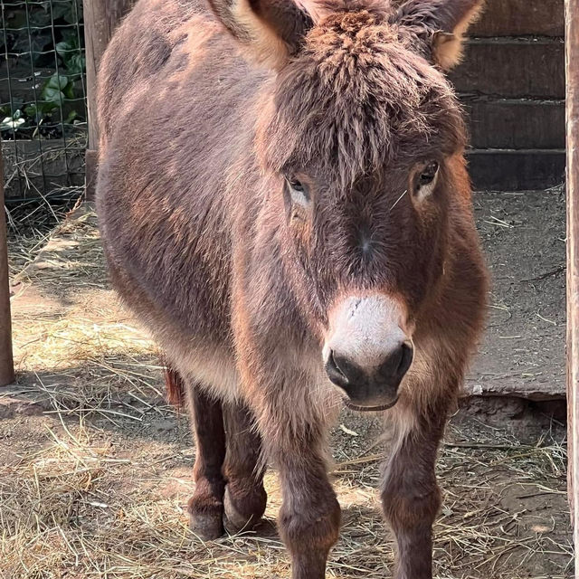 Natur'Zoo Mervent 🦒🐘