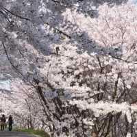 宮島和嚴島神社櫻花🌸