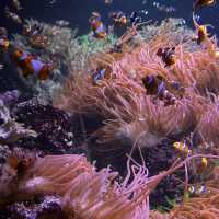 Up-close and personal with the marine world!
