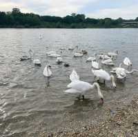 A Stroll Along Vienna’s Danube Island: A Swan-filled Encounter with Nature