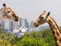 Australia: An enjoyable trip to Sydney!