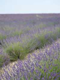 Provence | Brilliant place for lavender pictures 