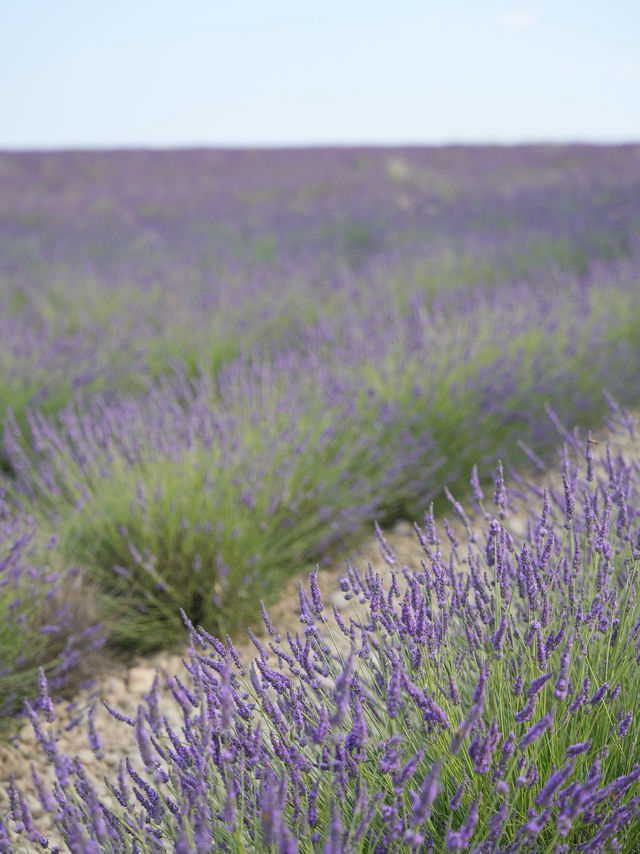 Provence | Brilliant place for lavender pictures 