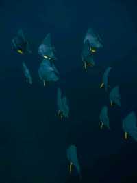 Maldives Snorkeling: Dive into a Colorful Underwater Paradise
