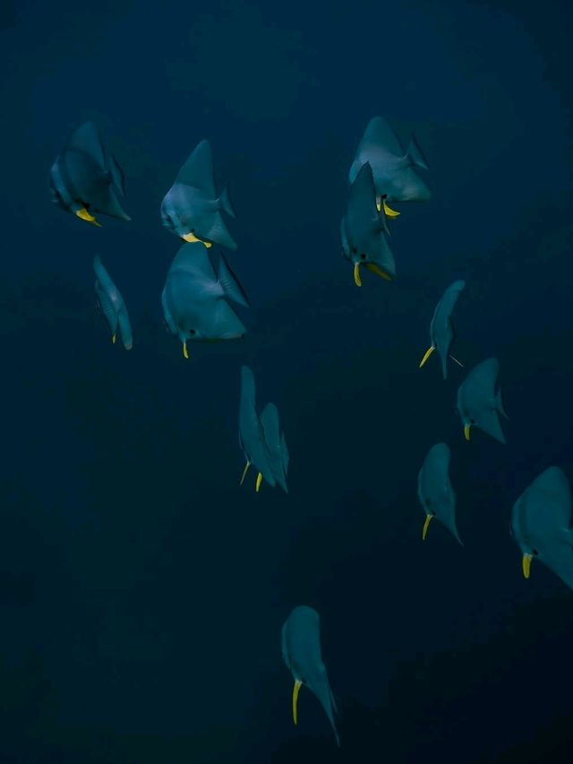 Maldives Snorkeling: Dive into a Colorful Underwater Paradise