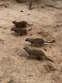 Signature Phu Quoc Safari ! Must see!